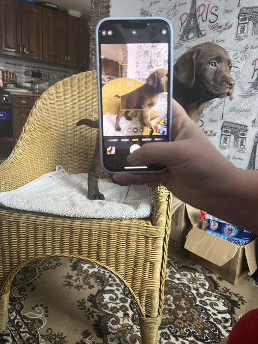 Шоколапки найнай кращі