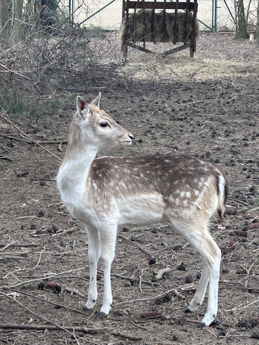 Łania Daniela porcelanka z czerwca 2025