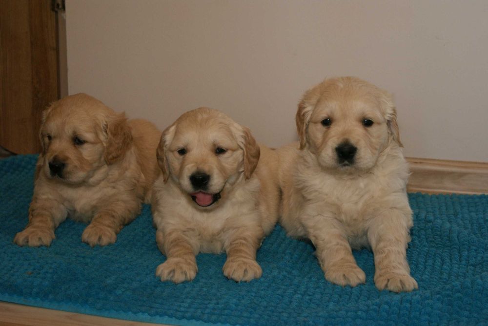 Piękne szczenięta Golden  Retriever !!