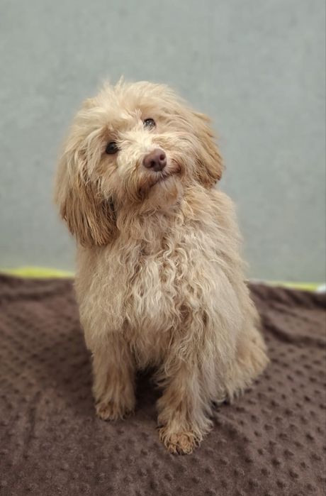 Pudel- Havapoo hybryda