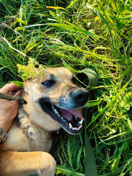 Помогите найти семью девуле из приюта
