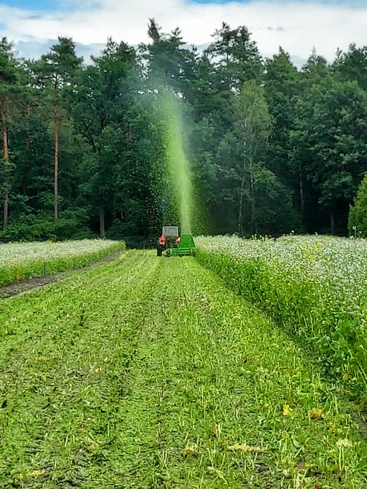 Wycinanie trudnych drzew trudnych, koszenia