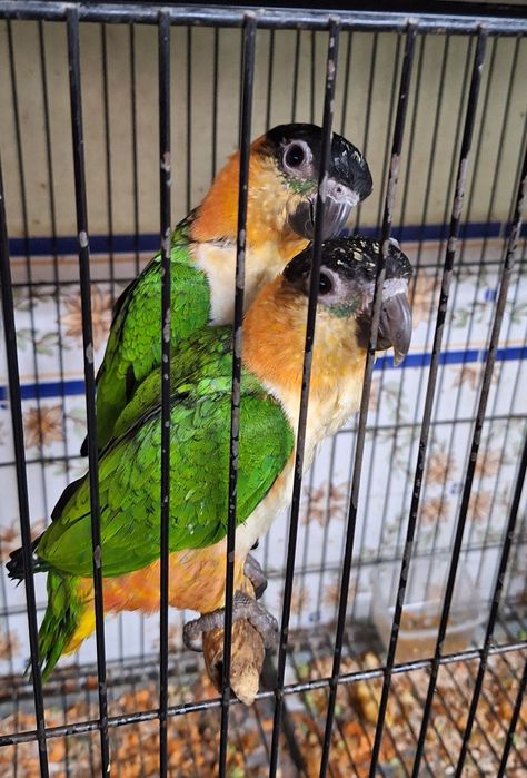 Marianinhas cabeça preta