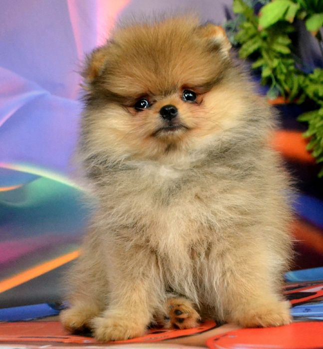 Померанський шпіц,  крутезни  міні