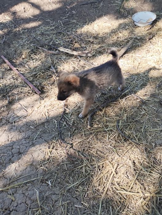 Отдам даром щенков.