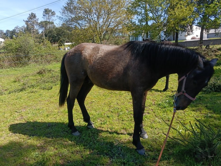 Poldro nobre   filho pais lusitanos 2 ano