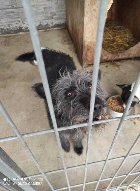 piekny mix sznaucera ok. 11 kg ok. 2-3 lata kastrowany