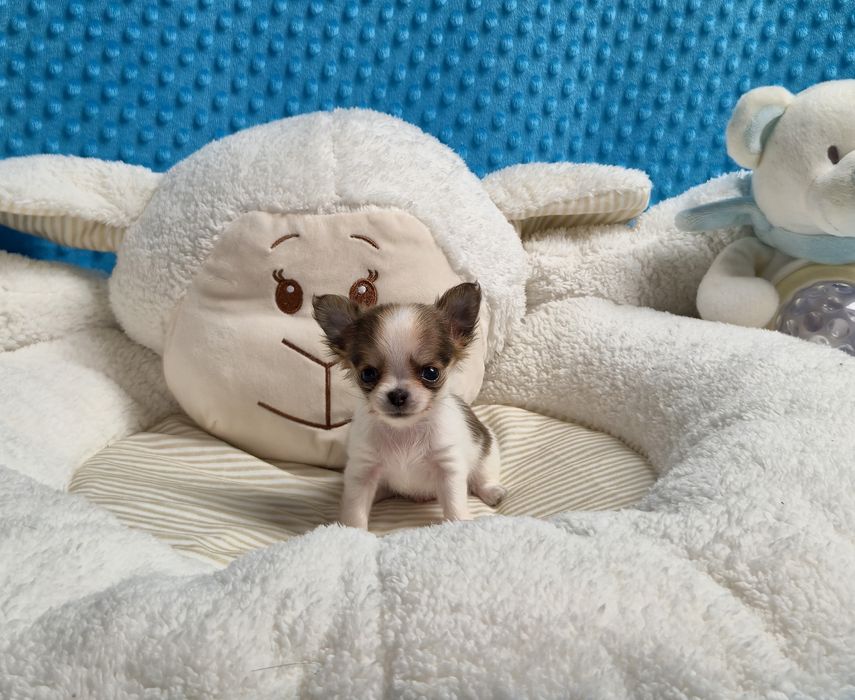 Przecudowny MINI XS chihuahua chłopczyk długowłosy