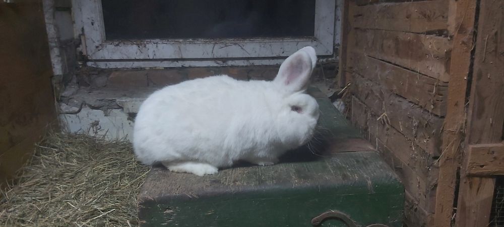 Nowozelandzki biały Nb Samiec