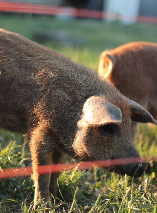 поросята породи мангал