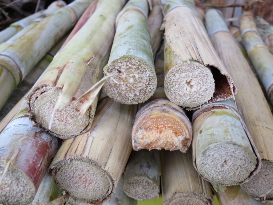 Planta cana de açúcar / sacarina para plantar