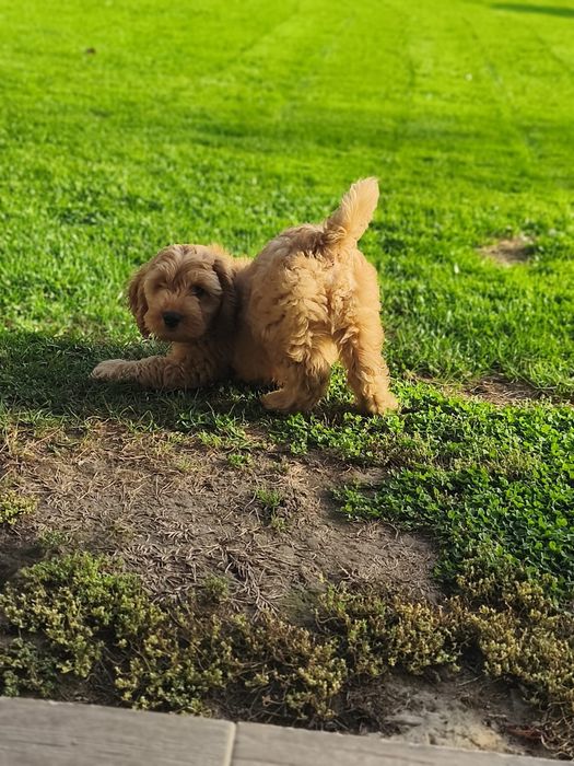 Cockapoo sliczny piesek