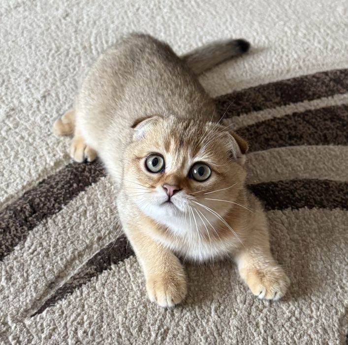 Шиншилла золотая котики