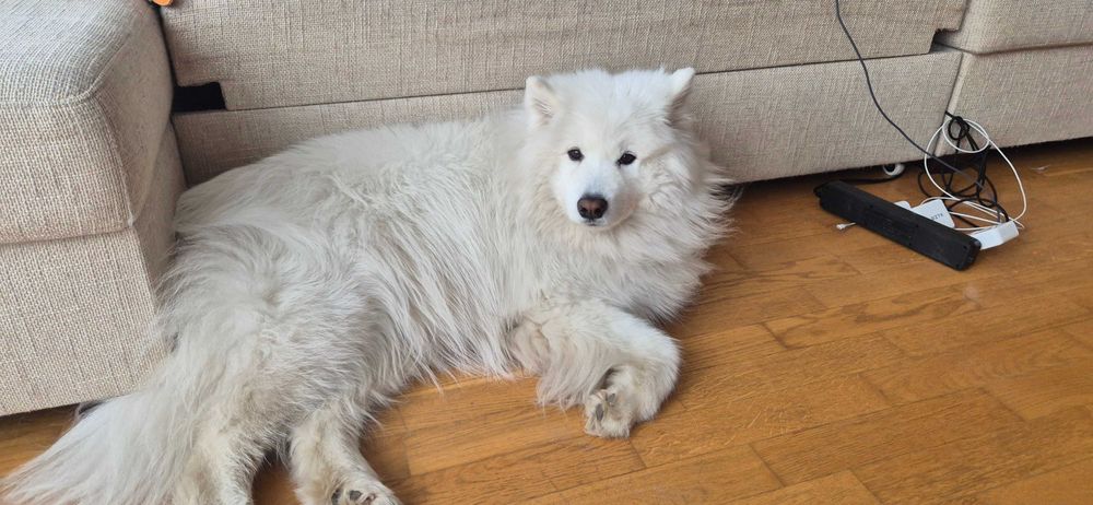 Ищу человека, который будет выгуливать мою собаку.