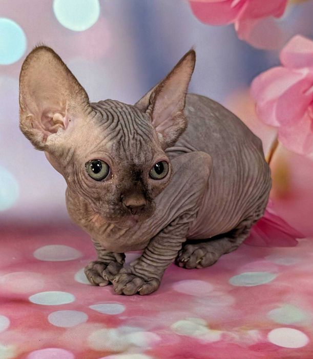 Scarlett Sfinks kanadyjski Czekoladowa dziewczynka