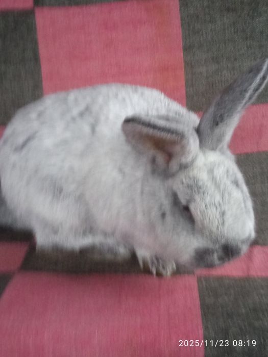 Кролі породи Велике світле срібло