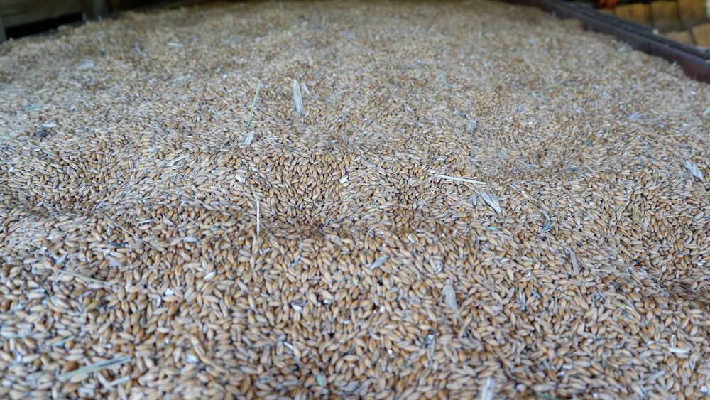 pszenżyto metro 2025