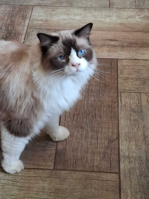 Kot Rasy Ragdoll