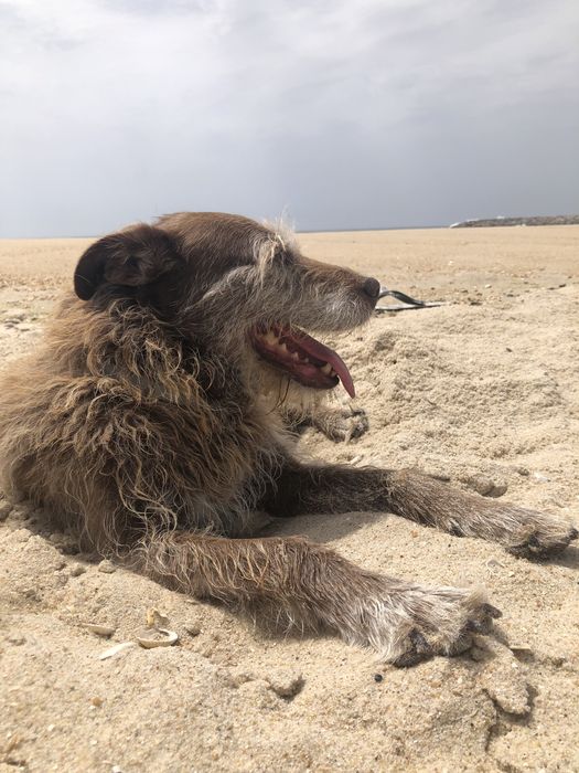 Petsitter / Estadias familiares