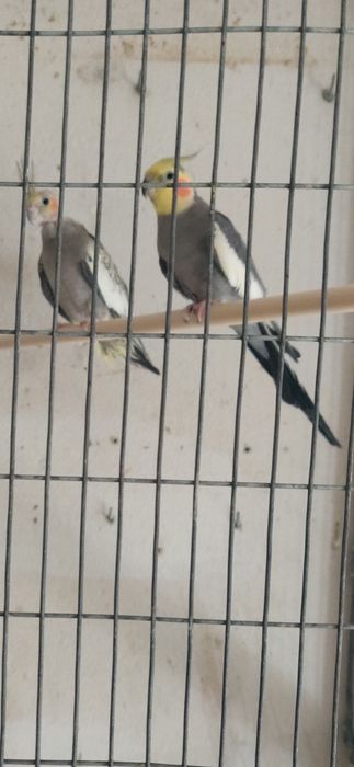 Casal de caturras