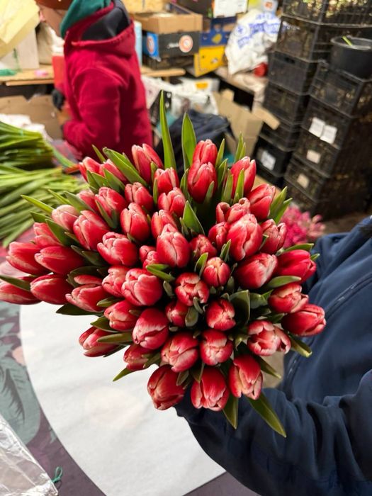 Тюльпани до 8 березня опт, український та голландський тюльпан