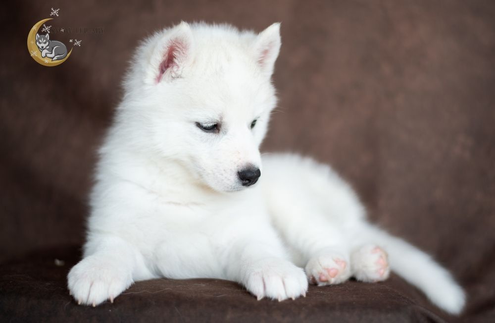 Snow Lullaby szczenię Siberian Husky z rodowodem ZKwP/FCI
 
Snow Lulla