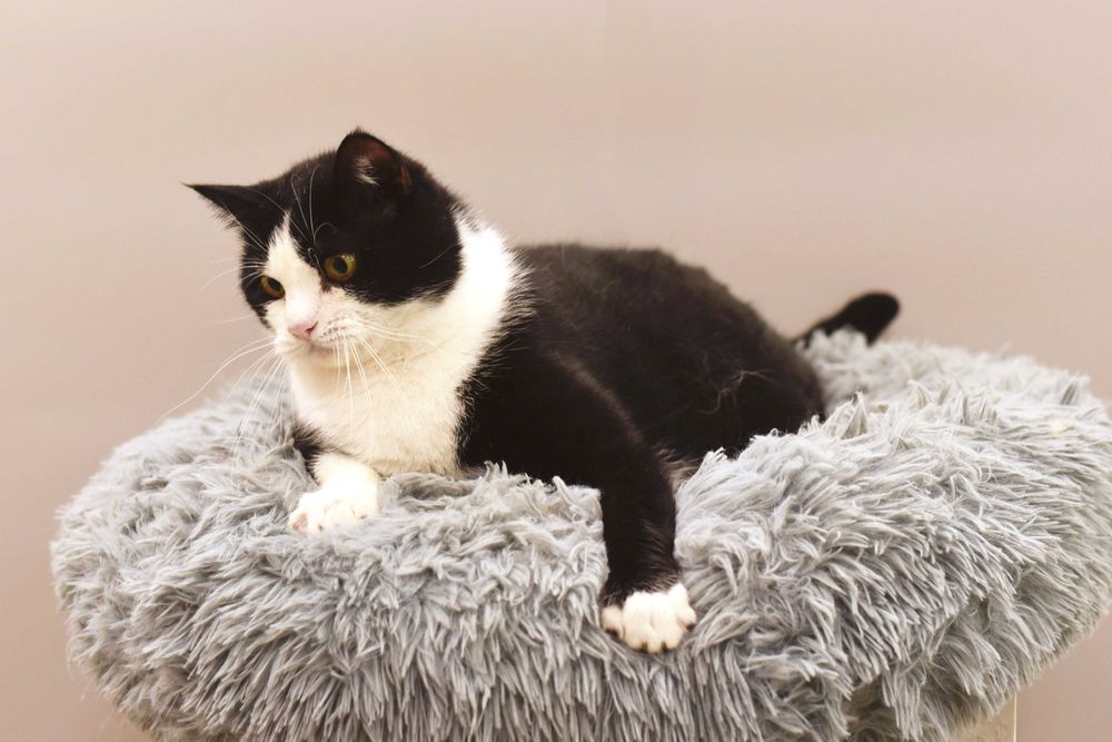 Отдам в добрые руки херсонского кота Валли