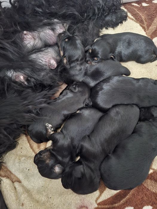 Песики в добрі руки