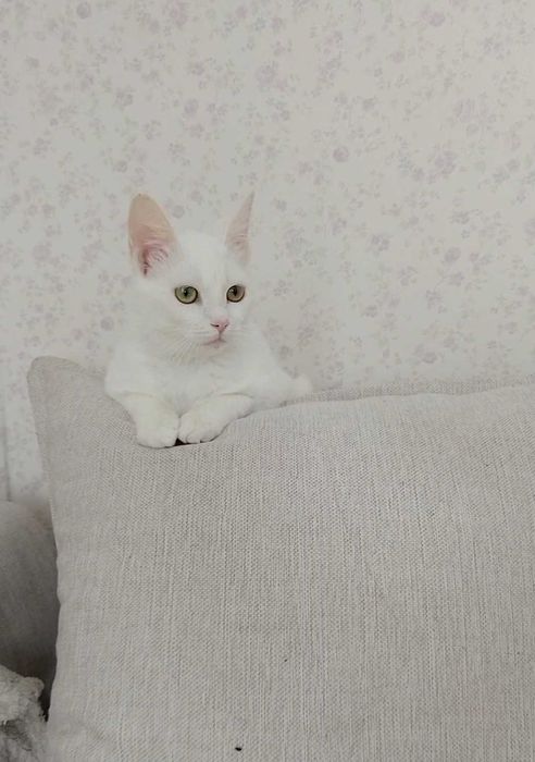 Біла кішка шукає сім'ю котик кіт безкоштовно