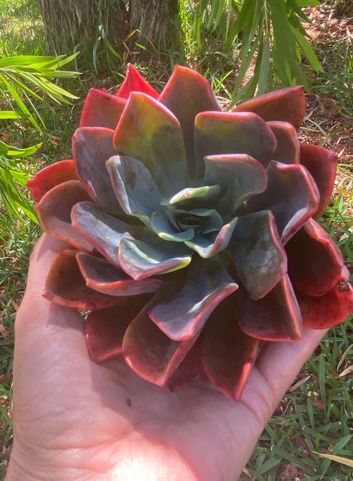 Vendo suculenta