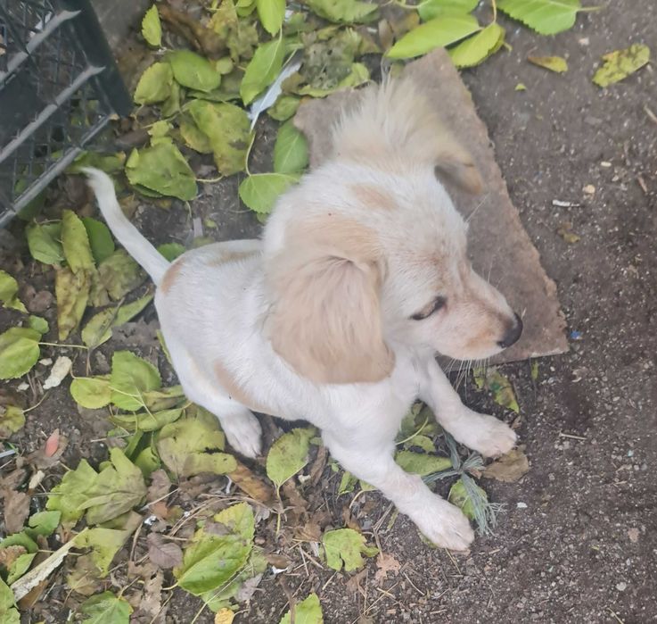 Верный друг ,в хорошие руки.