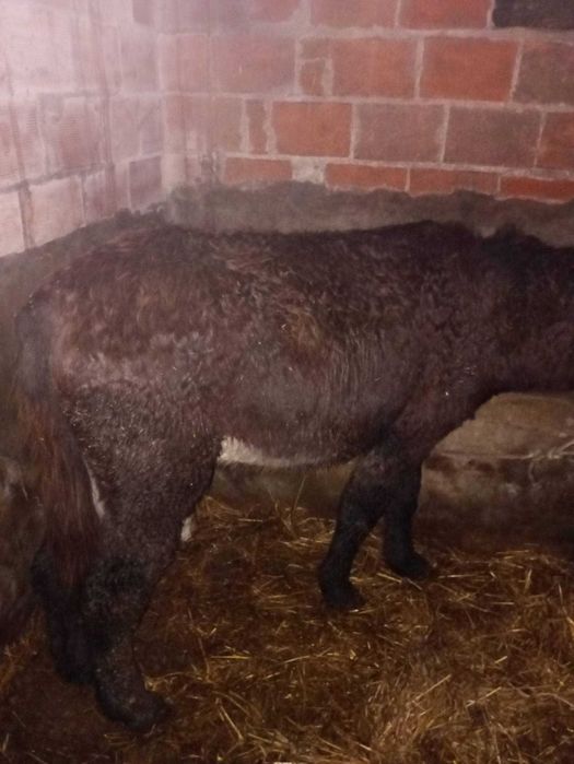 Burro mirandês inteiro