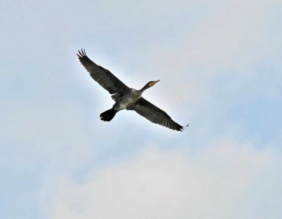 Продам населений пункт село хутір Бориспільський район Київ