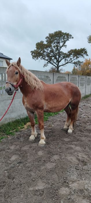 Klacz Polski Koń Zimnokrwity
