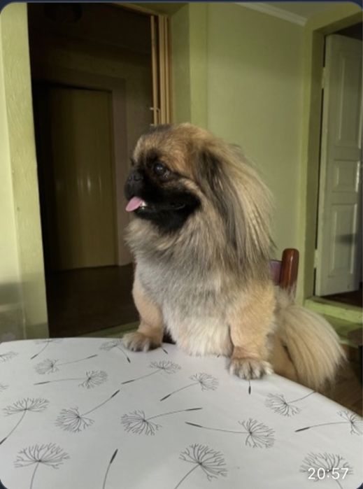 В'язка!!! Хлопчик Міша шукае дівчинку для стосунків. Пікінес 4 роки.