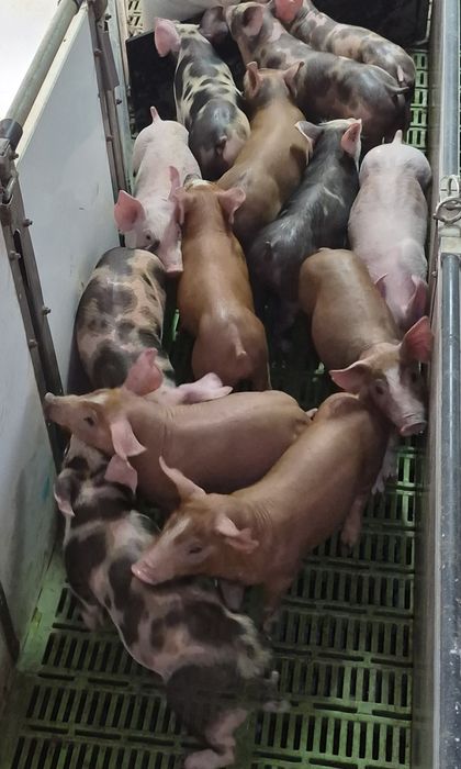 Продам поросята м'ясного напрямку