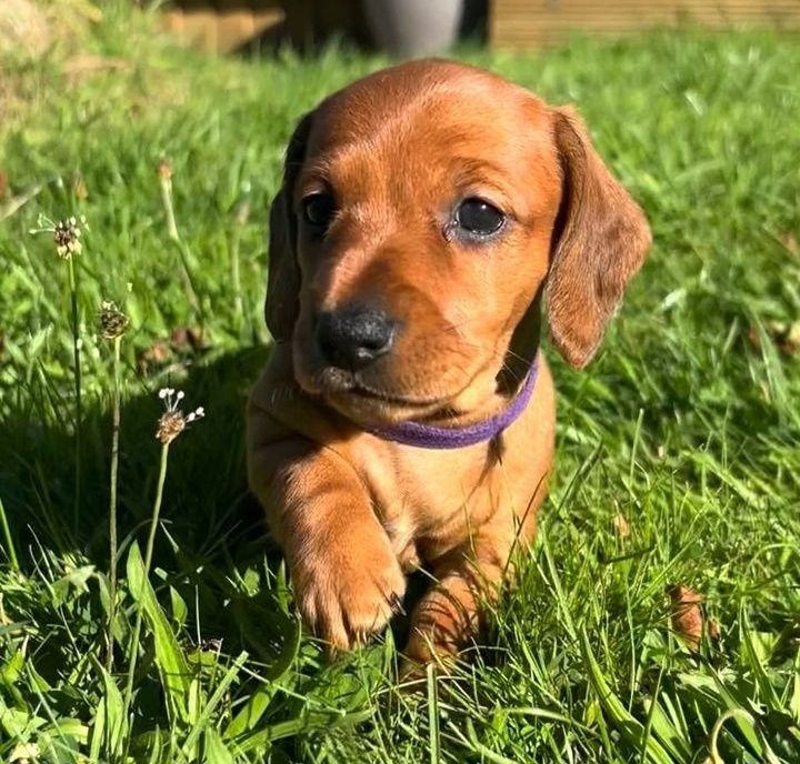 Таксята риженькі