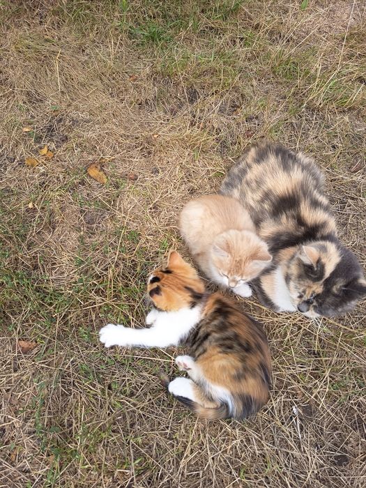 Віддам даром котенят