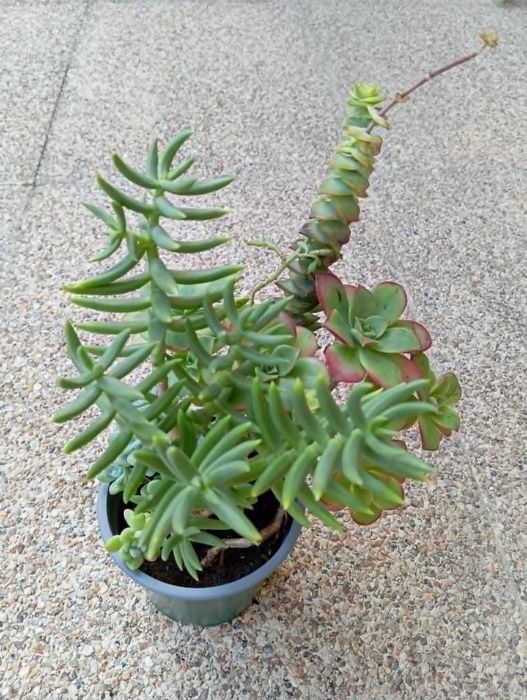 Arranjo de Suculentas Variadas (Saudáveis e Enraizadas)