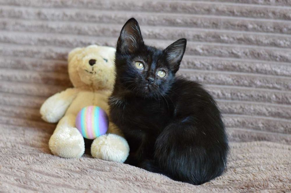 Трогательная малышка Мира в черной шубке очень хочет домой, котенок