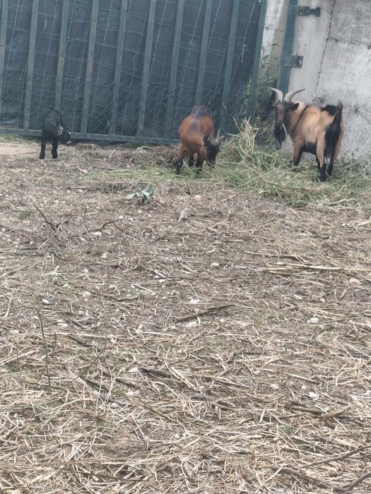 Vende se casal de cabras anãs com filhota