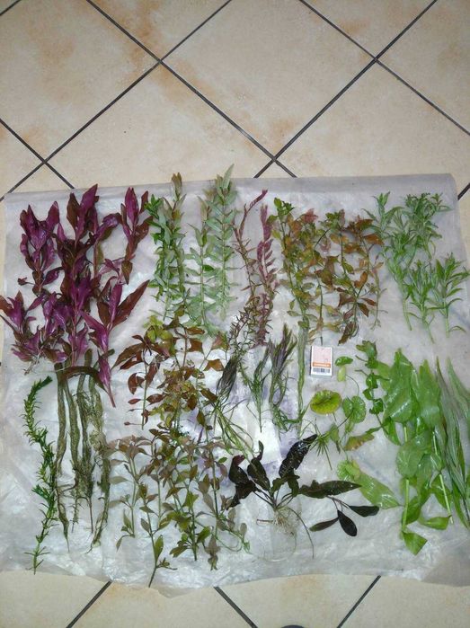 Акваріумні  рослини (ціна за набір)