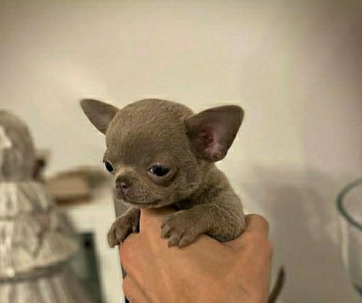 Чихуахуа все окрасы