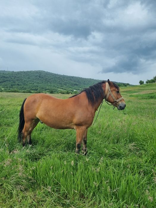 Продам коня 6 років