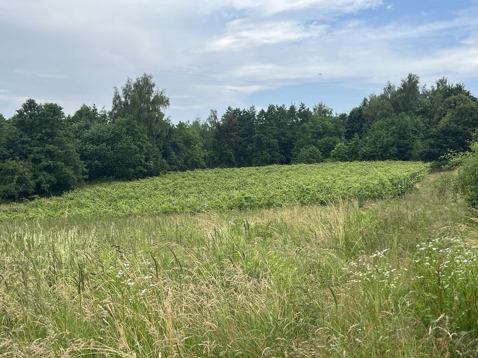 Działka 64 Ary – 2km od granic Rzeszowa, Przylasek - Widok 5