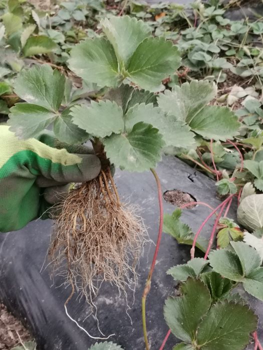 Саженцы клубники