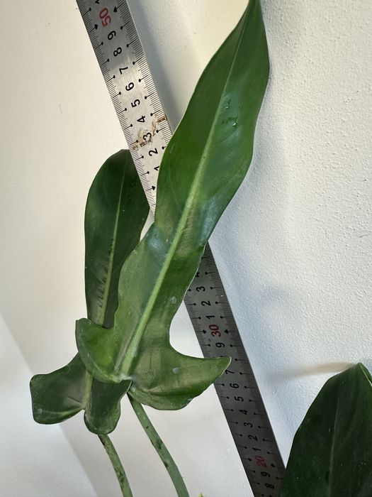 Філодендрон Philodendron  Jerry Horne Т 27