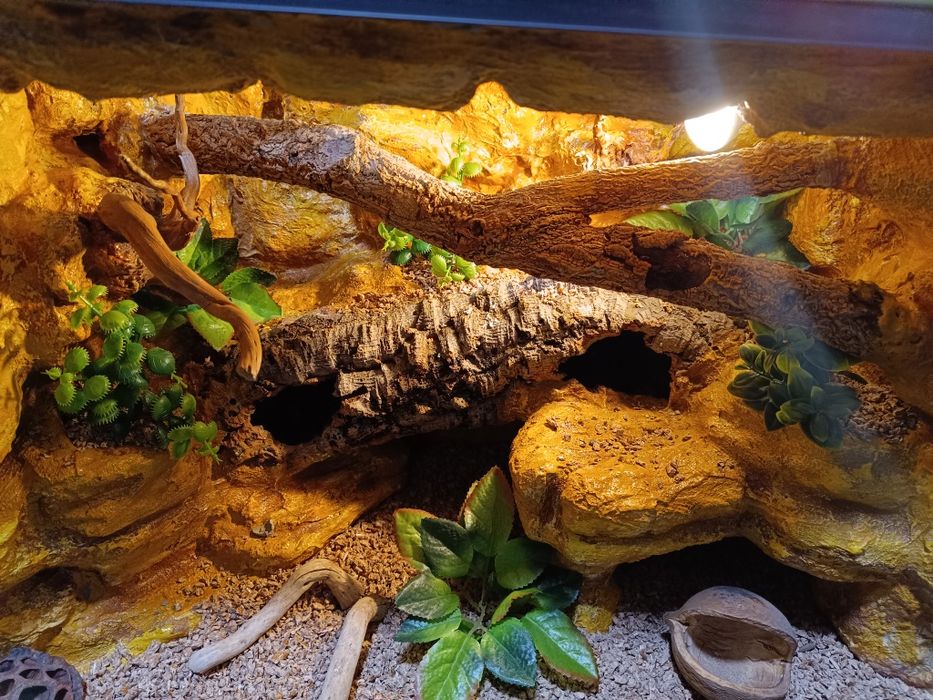 Terrarium dla gekona - gekon lamparci