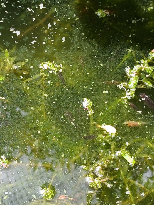 Peixes de aquário ou lago de água fria