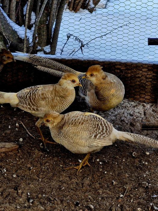 Bażanty koguty bananowe  sprzedam.